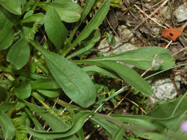 Una asteracea sulle Alpi - Aster alpinus